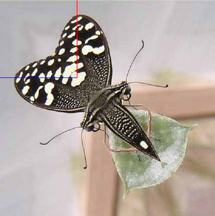 mirrored butterfly