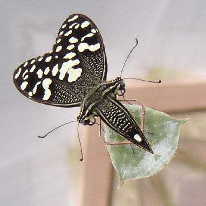 mirrored butterfly